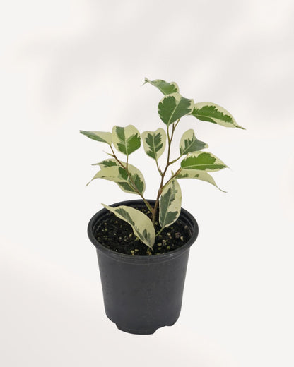 Ficus Benjamina Starlight
