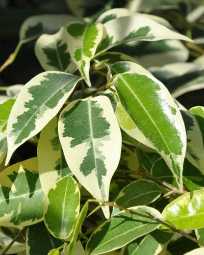 Ficus Benjamina Starlight | Buy Online