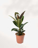 Rubber Plant Melany 6" Pot - Medium