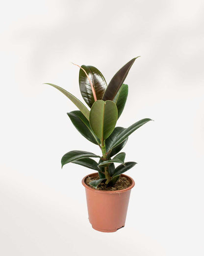 Rubber Plant Melany | Buy Online