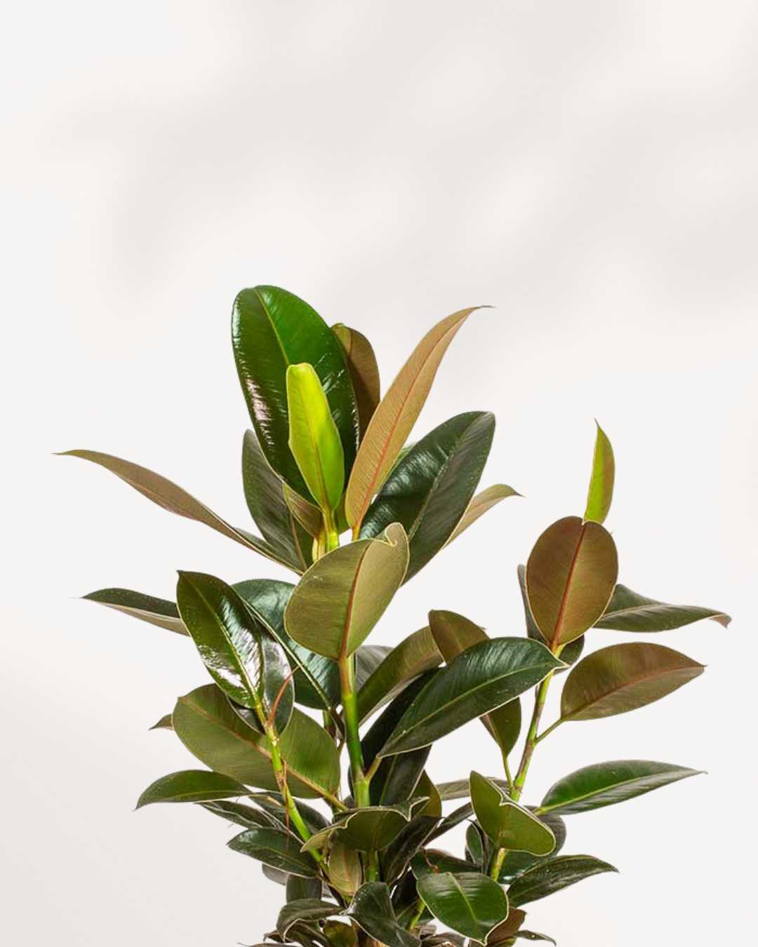 Rubber Plant Melany | Buy Online