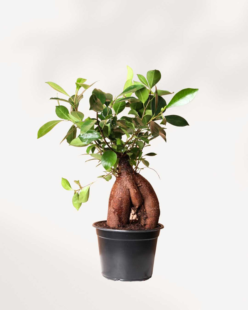 Ficus Ginseng Bonsai 5" Pot - Small