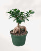 Ficus Ginseng Bonsai 8" Pot - Medium