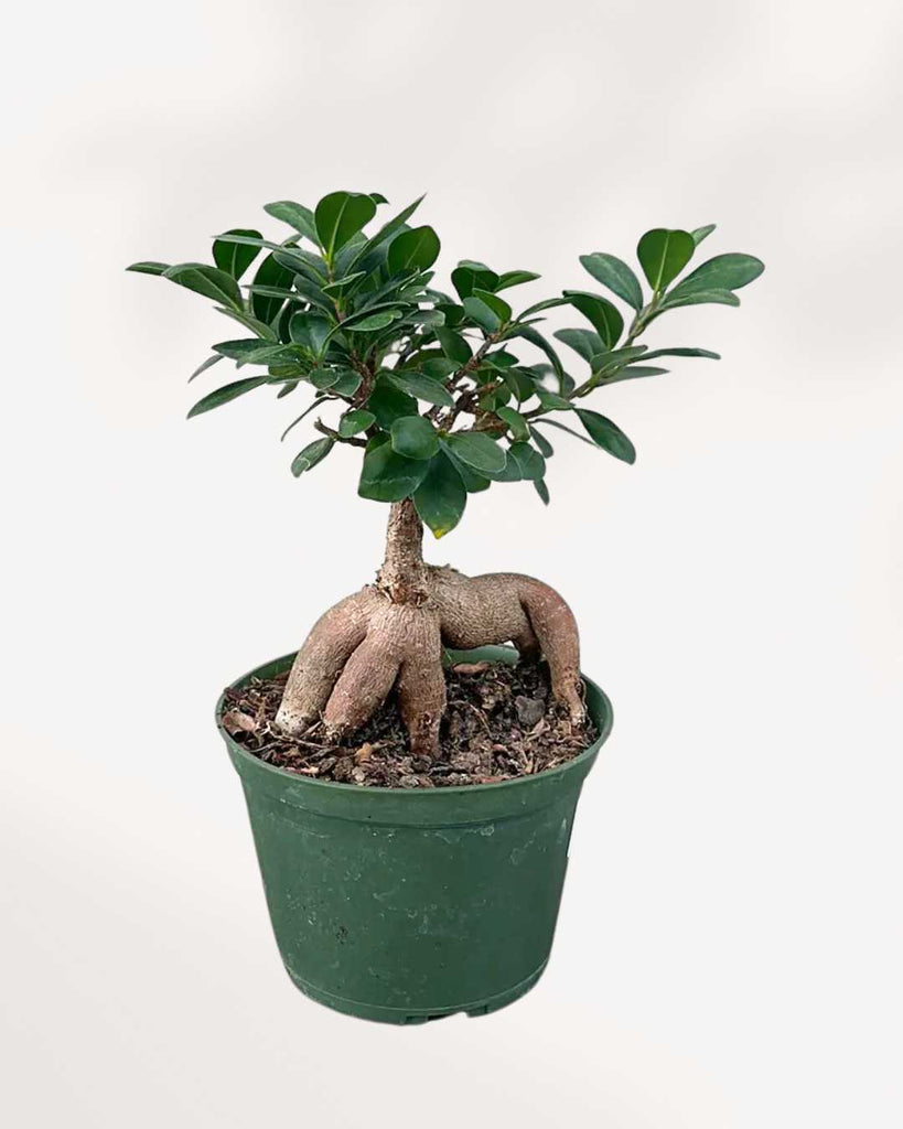 Ficus Ginseng Bonsai 8" Pot - Medium