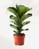 Dwarf Fiddle Leaf Fig 5" Pot - Medium