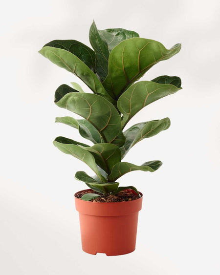 miniature fiddle leaf fig Buy Dwarf Fiddle Leaf Fig | Compact, Stylish Indoor Plant | Mygreenscape
