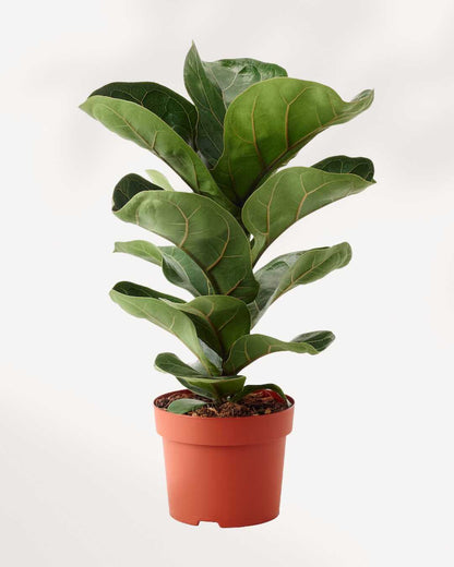 How to take care of Ficus Lyrata Dwarf Bambino