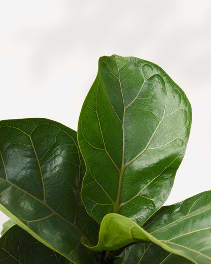 How to take care of Ficus Lyrata Dwarf Bambino