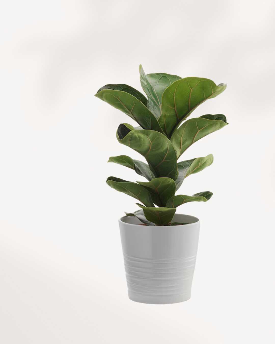 How to take care of Ficus Lyrata Dwarf Bambino