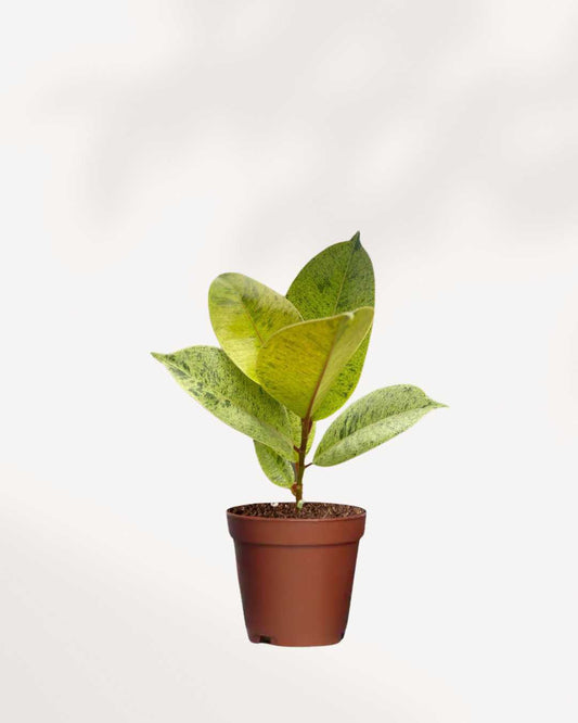Ficus Shivereana Moonshine 2.5" Pot XSmall
