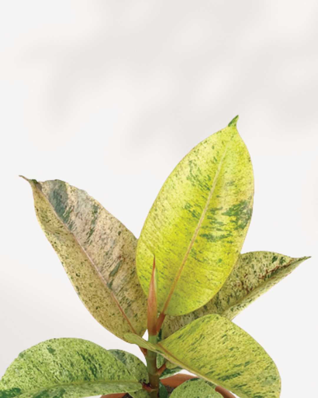 Ficus Shivereana Moonshine