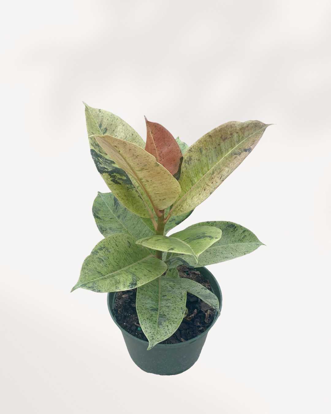 Ficus Shivereana Moonshine