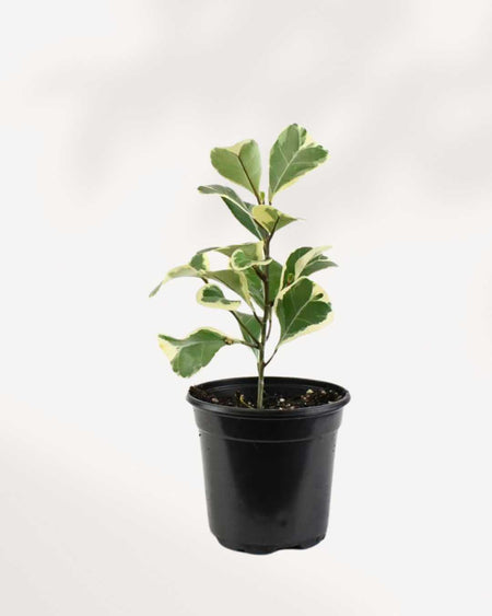 is ficus triangularis an indoor plant Ficus Triangularis Variegata | Buy Online - Low-Maintenance Indoor Plant | Mygreenscape