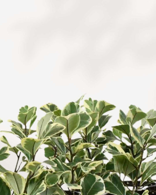 Ficus Triangularis Variegata | Buy Online