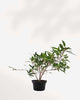 Ficus Willowleaf Bonsai | Buy Online Pro Tip and Care Guide - Delivery from Toronto across Canada - Mygreenscape