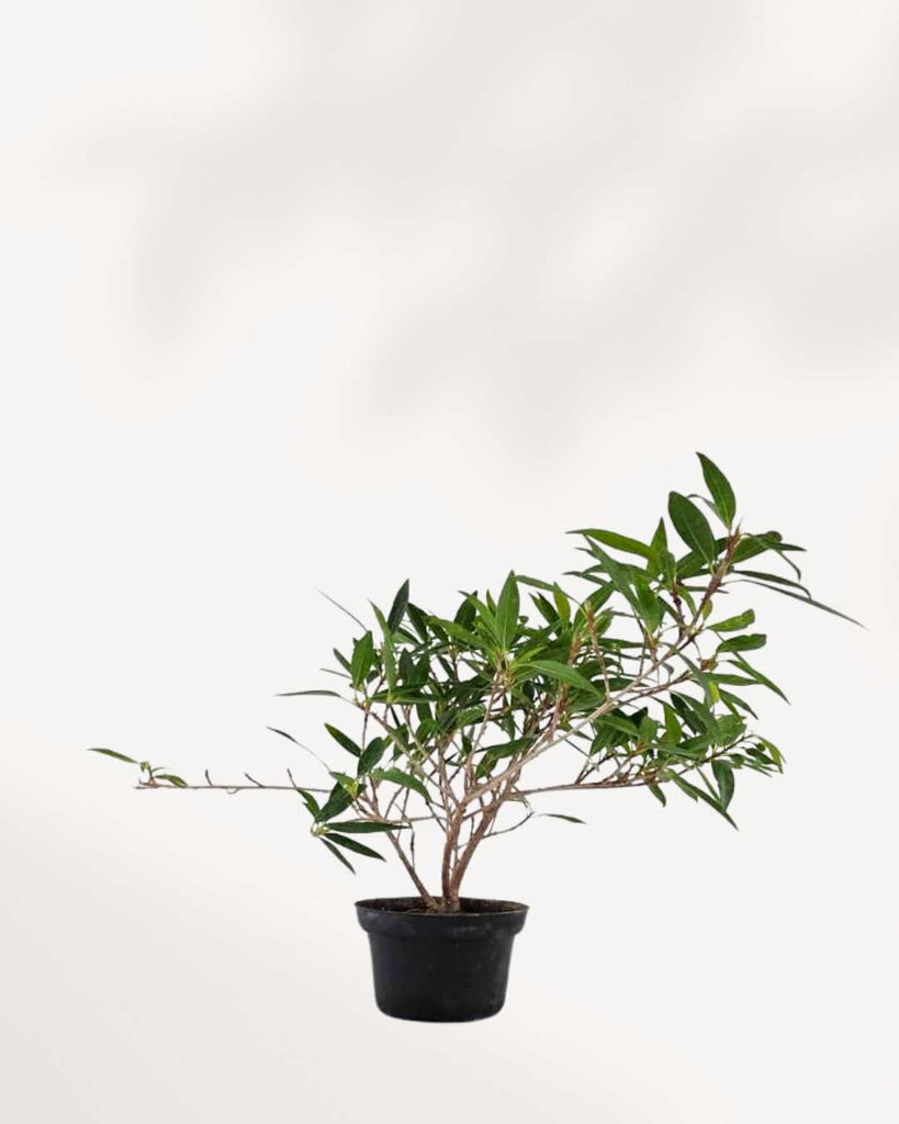 Ficus Willowleaf Bonsai | Buy Online Pro Tip and Care Guide - Delivery from Toronto across Canada - Mygreenscape