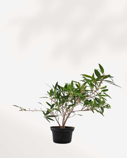 Ficus Willowleaf Bonsai | Buy Online Pro Tip and Care Guide - Delivery from Toronto across Canada - Mygreenscape