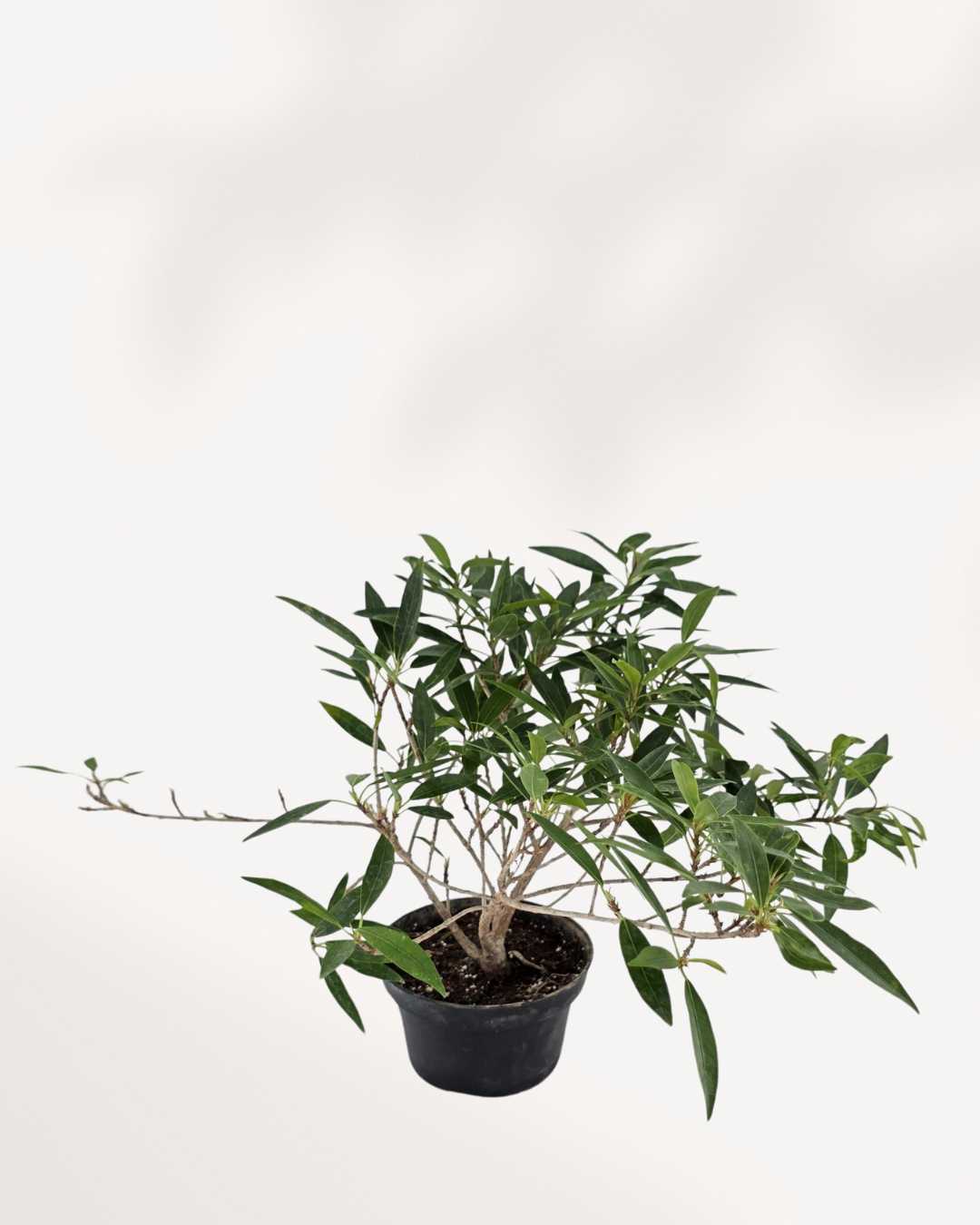 Ficus Willowleaf Bonsai | Buy Online Pro Tip and Care Guide - Delivery from Toronto across Canada - Mygreenscape