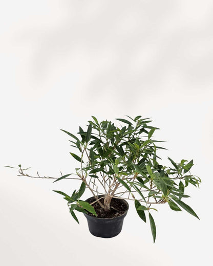 Ficus Willowleaf Bonsai | Buy Online Pro Tip and Care Guide - Delivery from Toronto across Canada - Mygreenscape