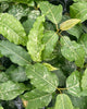 Ficus Aspera Variegata