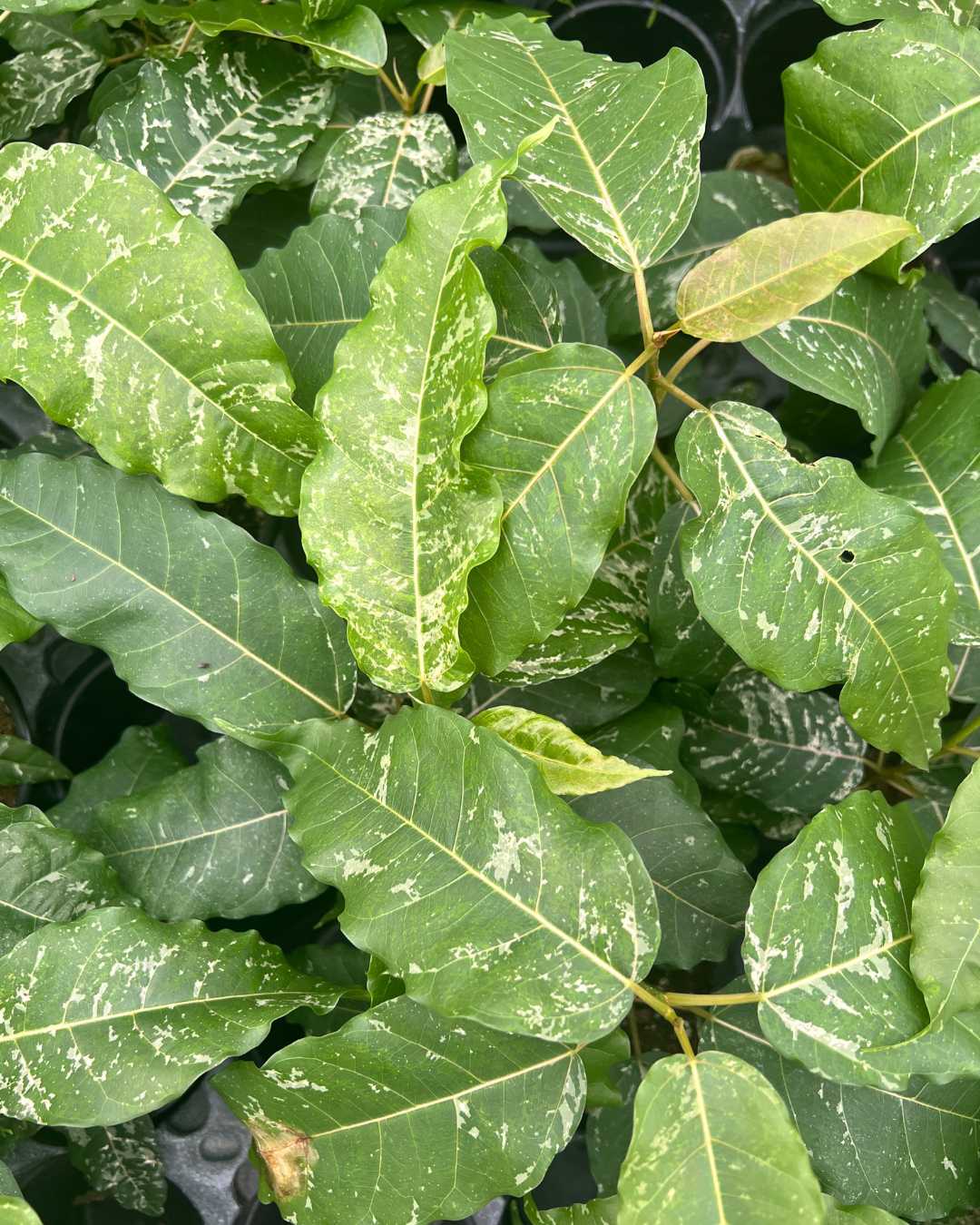Rare Ficus Tree Ficus Aspera Variegata – Rare Variegated Ficus Tree | Buy Online ...