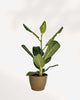 Ficus Audrey 4.5" Pot - Medium