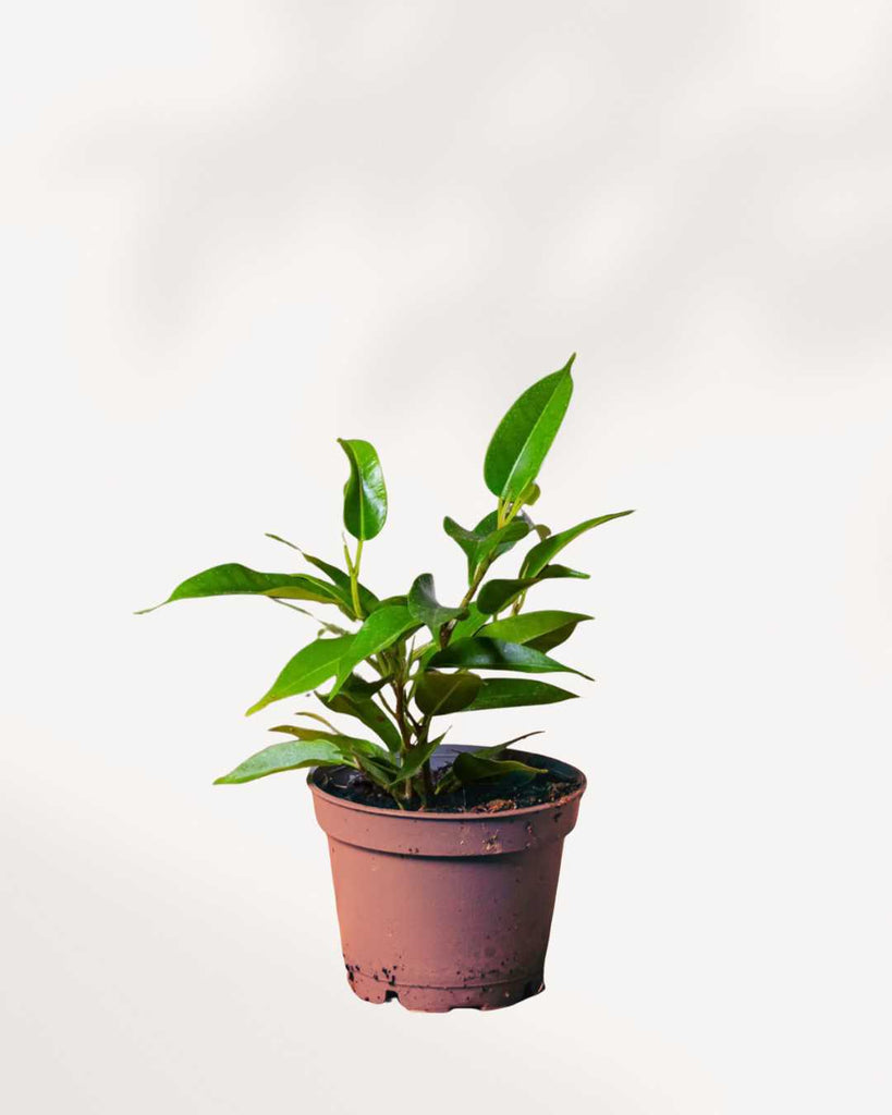 Ficus Benjamina 3.5" Pot - Small