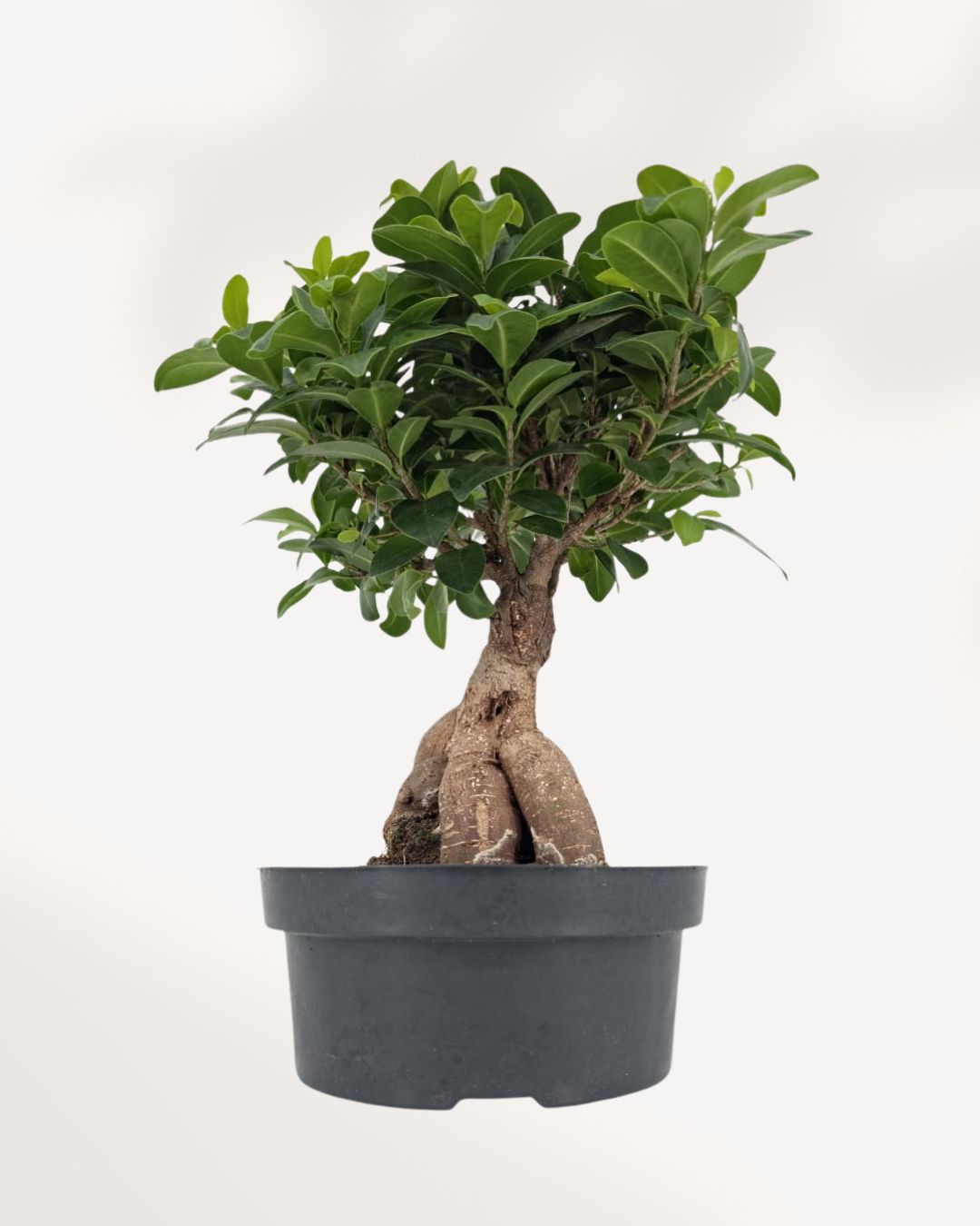 Ficus Ginseng Bonsai