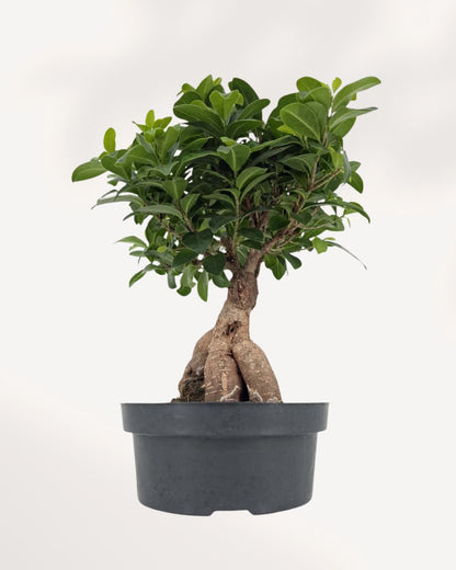 Ficus Ginseng Bonsai