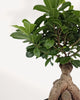 Ficus Ginseng Bonsai