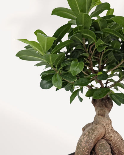 Ficus Ginseng Bonsai