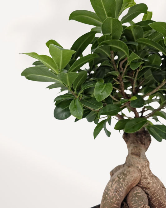 Ficus Ginseng Bonsai 4" Pot - Small