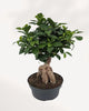 Ficus Ginseng Bonsai