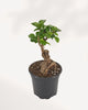 Ficus Ginseng Bonsai 4" Pot - Small