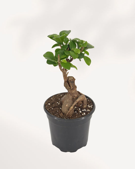 Ficus Ginseng Bonsai 4" Pot - Small