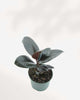 Ficus Elastica 'Burgundy 6" Pot - Medium