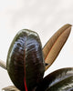 Ficus Elastica 'Burgundy