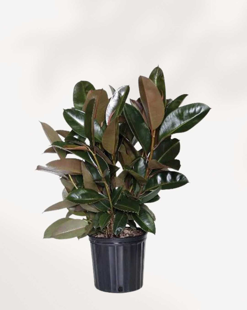 Ficus Elastica 'Burgundy 8" Pot - Large