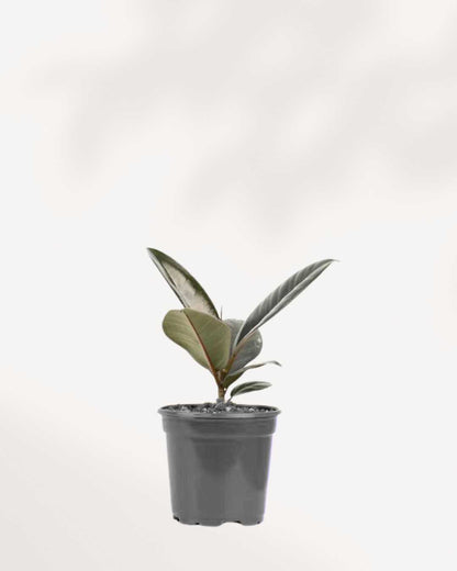 Ficus, Rubber Burgundy Plant