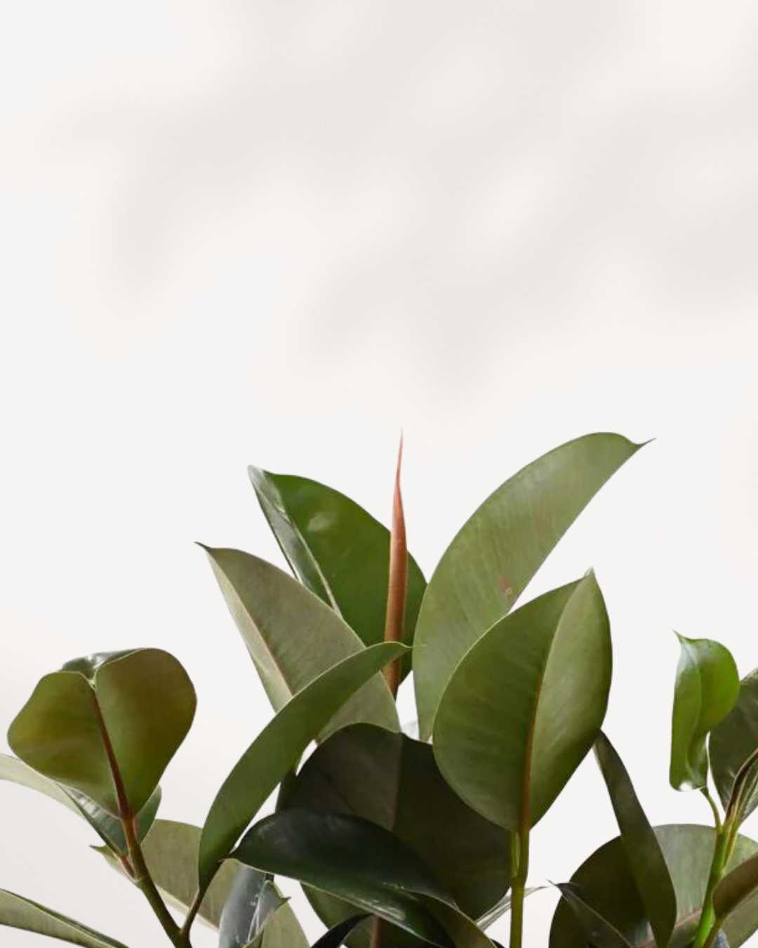 Ficus, Rubber Green Plant