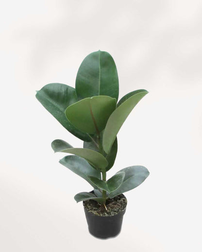 Ficus, Rubber Green Plant
