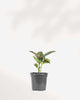 Ficus, Rubber Plant Green 4" Pot - Small