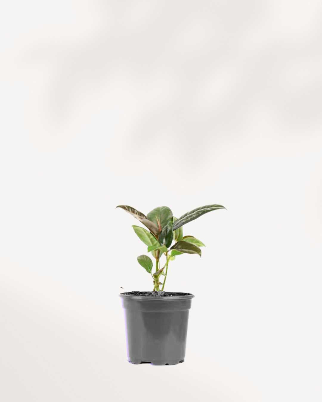 Ficus, Rubber Green Plant