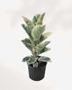 Ficus, Rubber Plant Tineke 8” Pot - Large