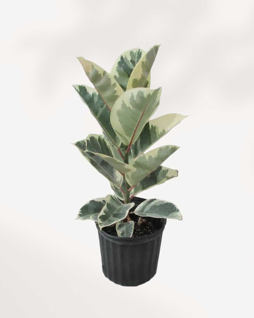 Ficus, Rubber Tineke Plant | buy Online