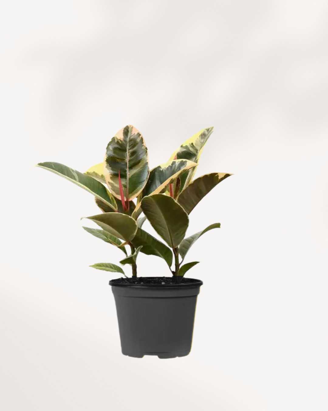 Ficus, Rubber Tineke Plant