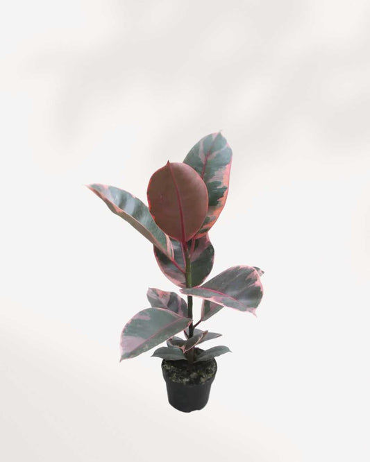 Ficus, Ruby (Red) Rubber Plant