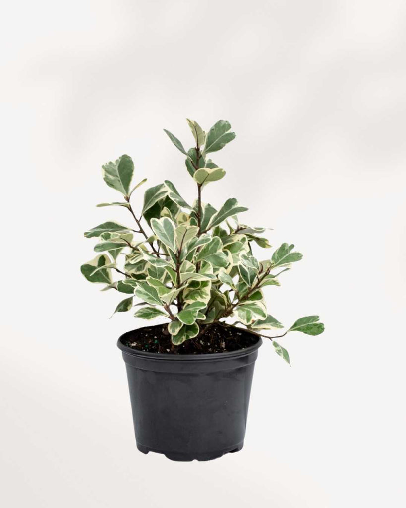 Ficus Triangularis Variegata 6" Pot - Medium