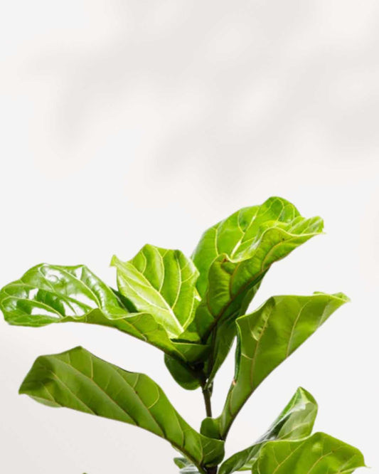 Fiddle Leaf Fig Bonsai  Buy Online