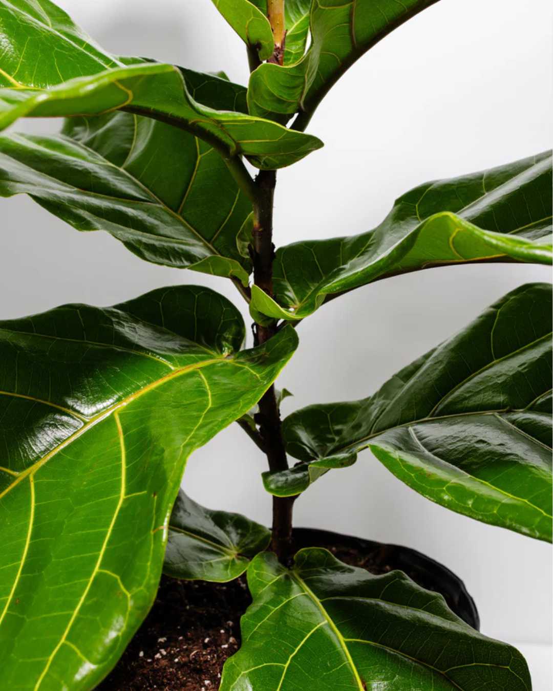 Fiddle Leaf Fig Bonsai  Buy Online